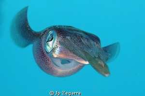 followed a group of caribbean reef squid for a while, bef... by Jp Zegarra 